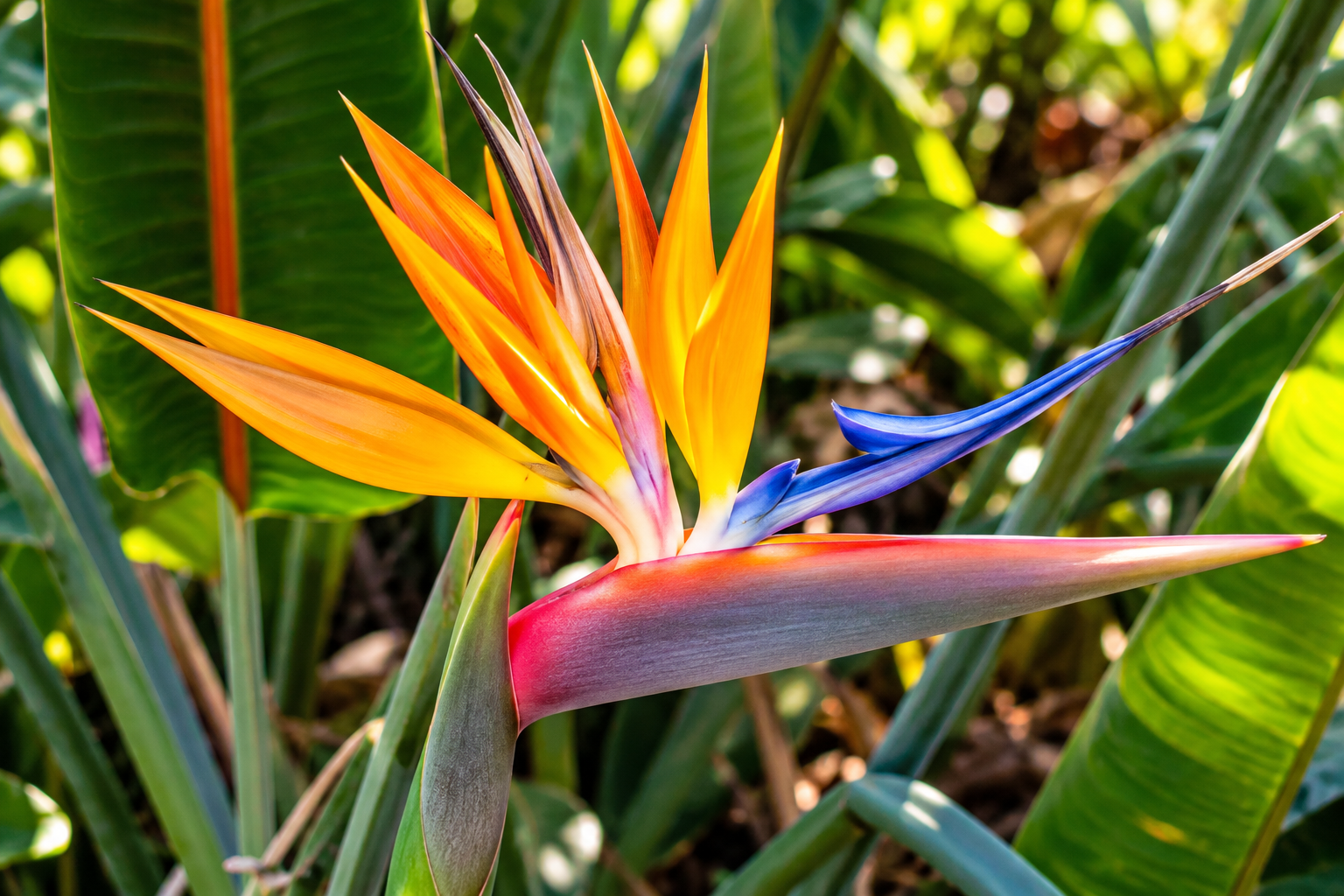 Bird of paradise flower in tropical garden, Southwest Florida